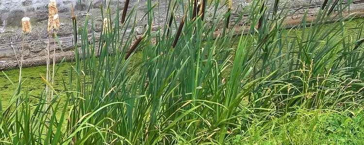 Schmerz
